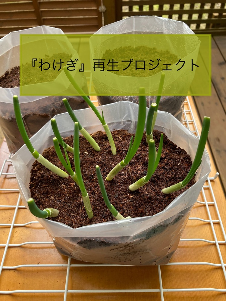 希少！！】 プロトリーフ 盆栽の土 2L 園芸用土 植え替え 雑木 松柏